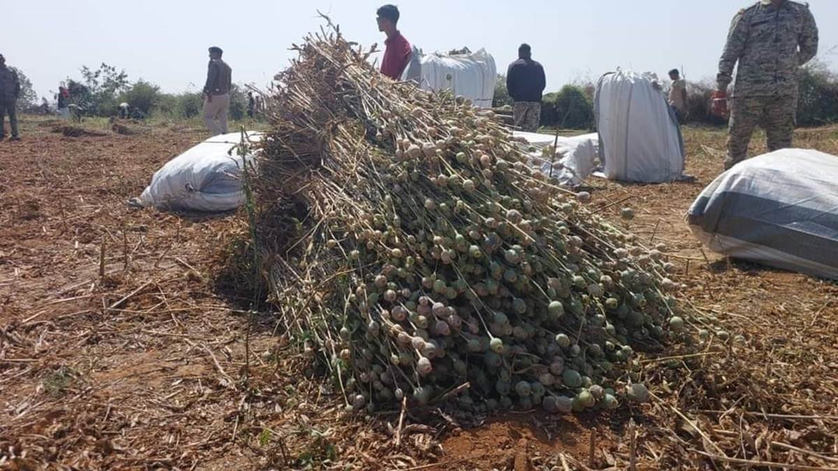 नशे का बाजार बनता छतरपुर, अफीम की खेती और नशीली दवाओं का फैला अवैध कारोबार