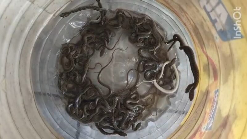 पानी की टंकी में फनफनाए 27 सांप के बच्चे, घर में मचा हड़कंप, स्नेकमैन ने किया सफल रेस्क्यू