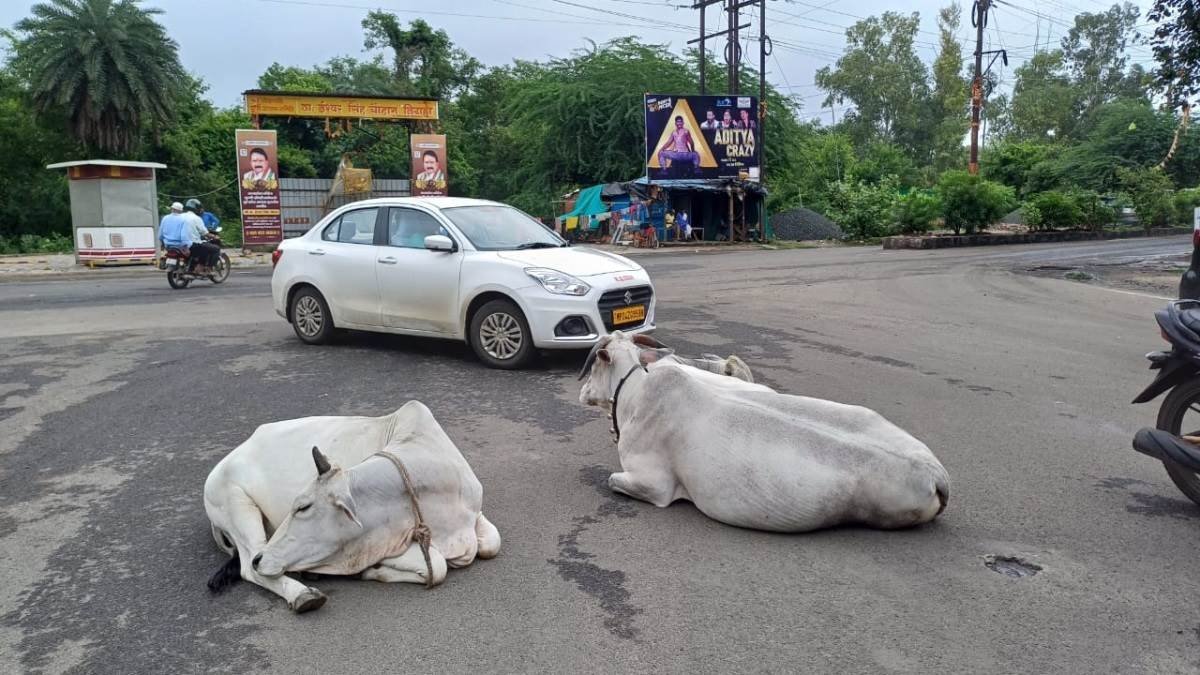 बारिश के मौसम में सड़कों पर गोवंश दिखने पर मालिक के खिलाफ कार्रवाई करेगा भोपाल नगर निगम