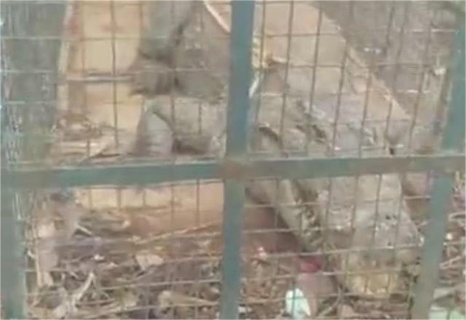 गांव में अचानक आ गया मगरमच्छ, घबराए ग्रामीणों ने वन विभाग को दी सूचना