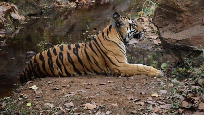 उमरिया में बांधवगढ़ के बफर में 50 से ज्यादा बाघ, प्रदेश के दूसरे रिजर्व में भी ऐसा ही खतरा