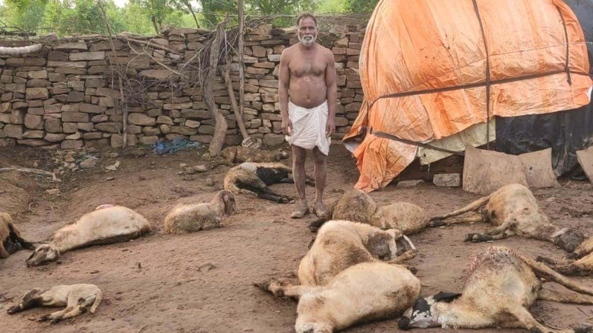 दो जंगली जानवर भेड़ के बाड़े में घुसे, 20 भेड़ों को मारा