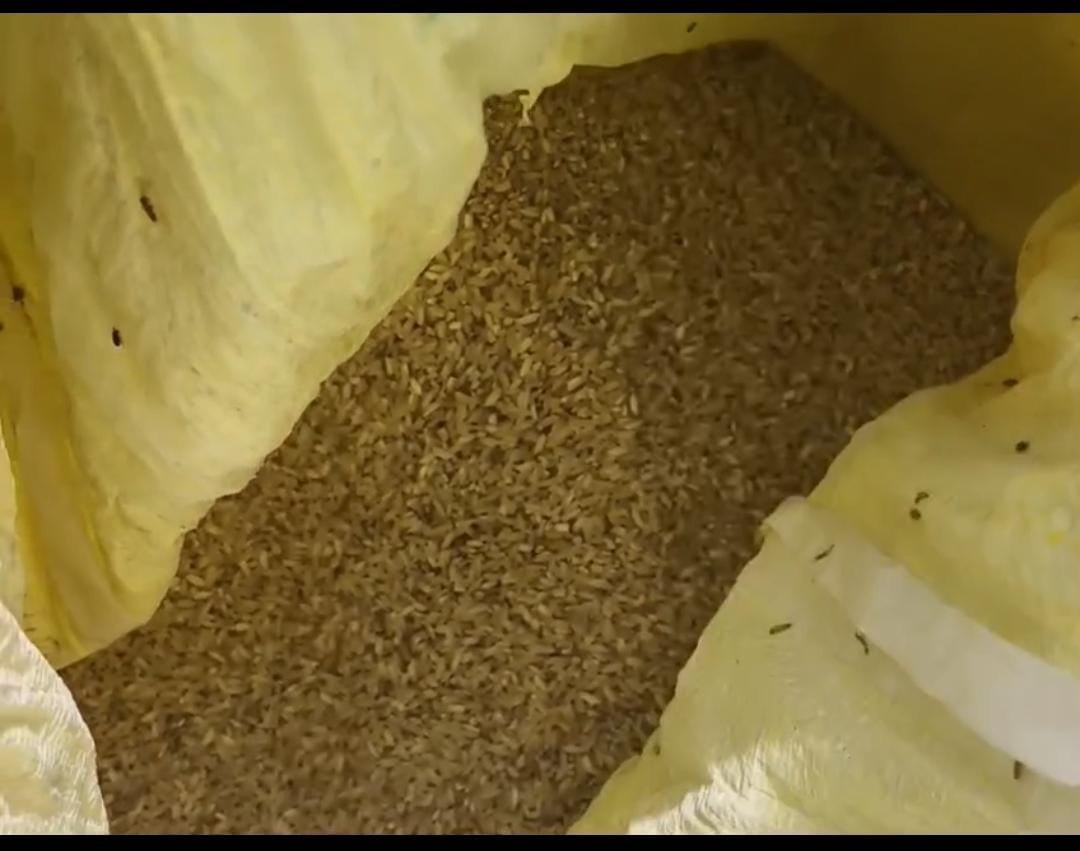 सरकारी सस्ता गल्ला की दुकान से लाभार्थी को बांटा कीड़े वाला चावल, वीडियो वायरल होने पर मचा हड़कंप