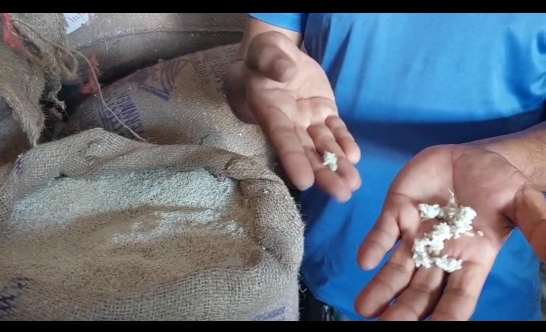 विकासनगर के कुलहाल गांव में कीड़े-जाले वाले चावल बांटे जा रहे……