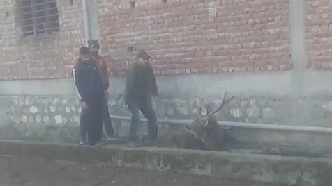 गाँव में घुसा सांभर… वन विभाग ने किया सफल रेसक्यू…!